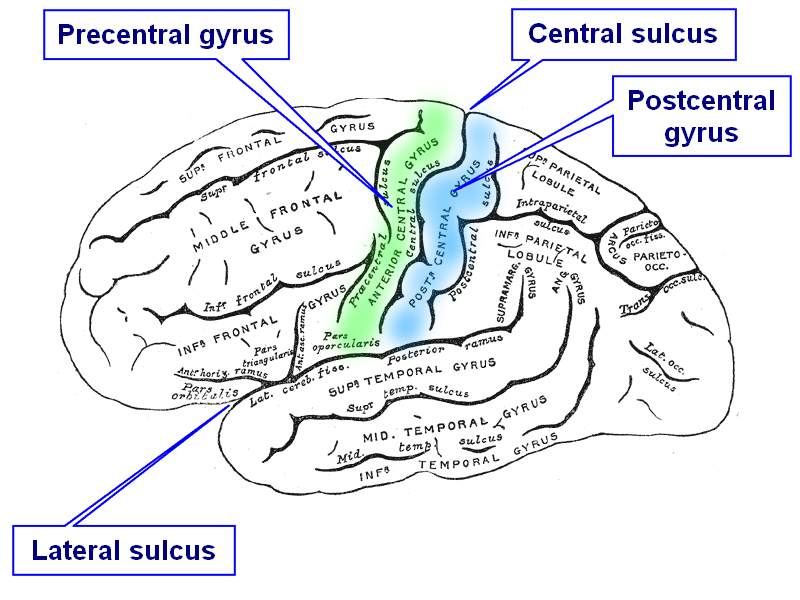 Sulcus Anatomy Anatomical Charts Posters